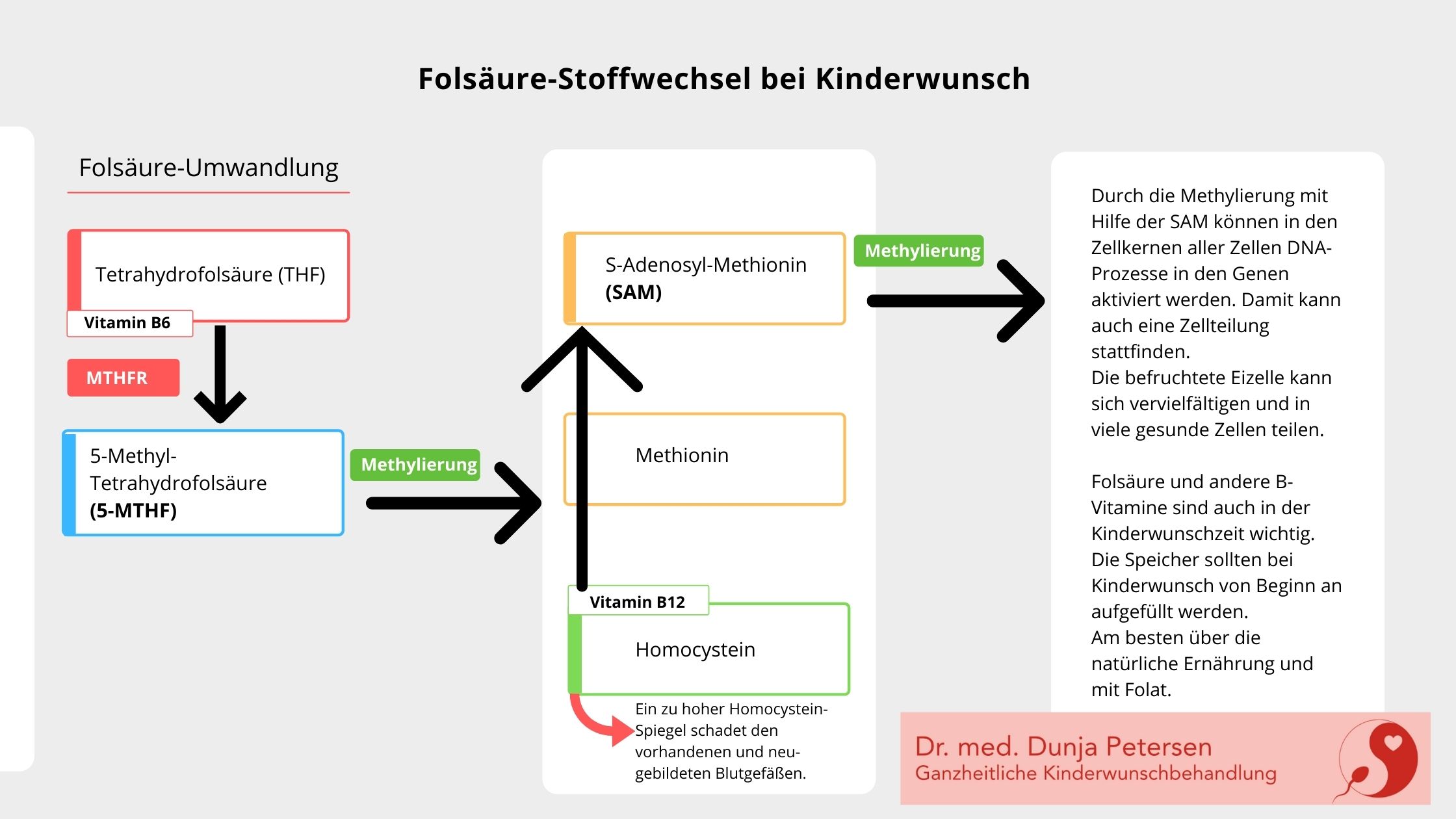 Grafik FolsäureStoffwechsel DrDunjaPetersen
