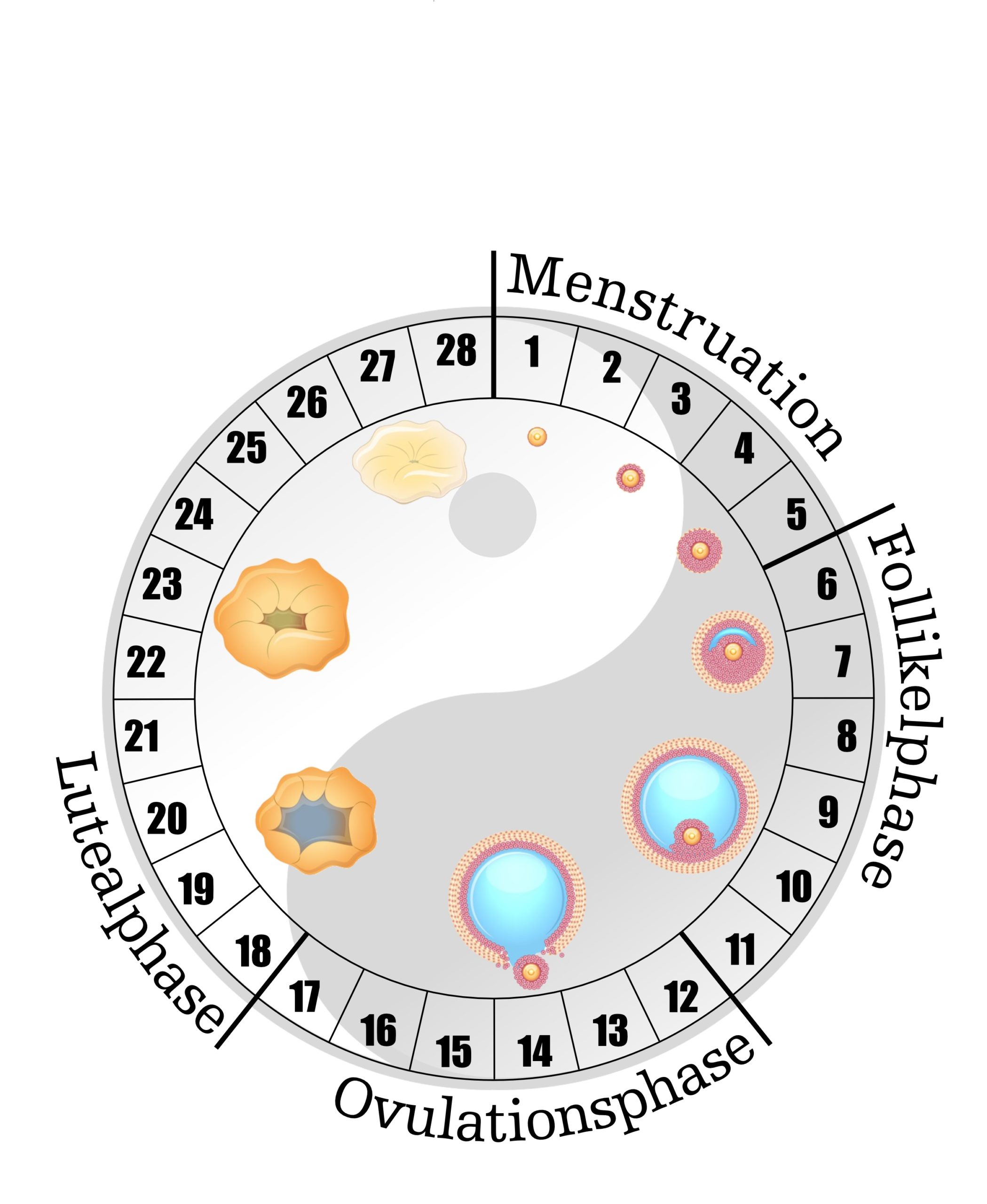 Grafik weiblicher Zyklus mit Yin-Yang-Symbol